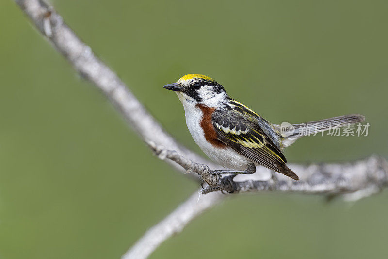 栗子边的莺，宾夕法尼亚的setophaga pensylvanica，鸟栖息